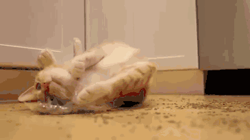 不过好在猫薄荷对猫咪身体没有什么伤害,所以想要翻身做主的铲屎官