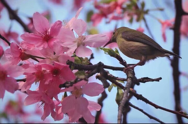 春天来了我们可以出门看樱花了吗