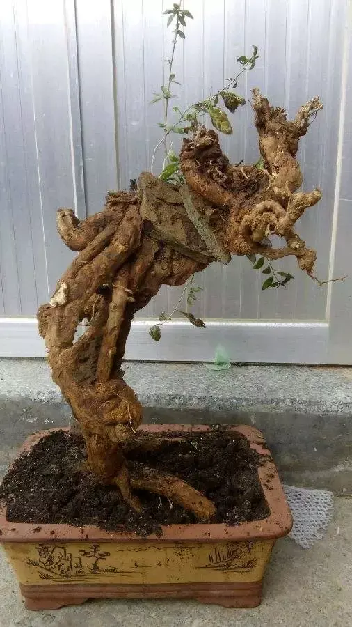 决定了制作枸杞盆景可以选择的造型,一般以曲干式,卧干式,悬崖式,临水