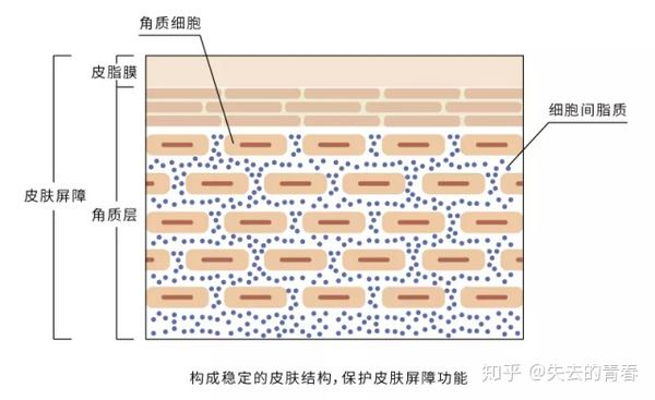 角质细胞从基底层生长出来,经过有棘层,颗粒层,然后进入最外层的角质