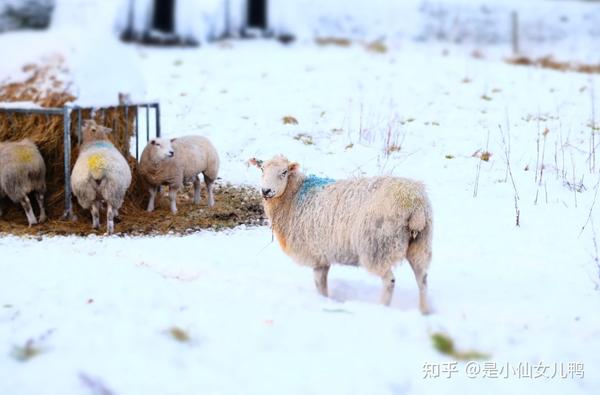 科普小知识小羊过冬需要注意哪些通俗易懂建议收藏