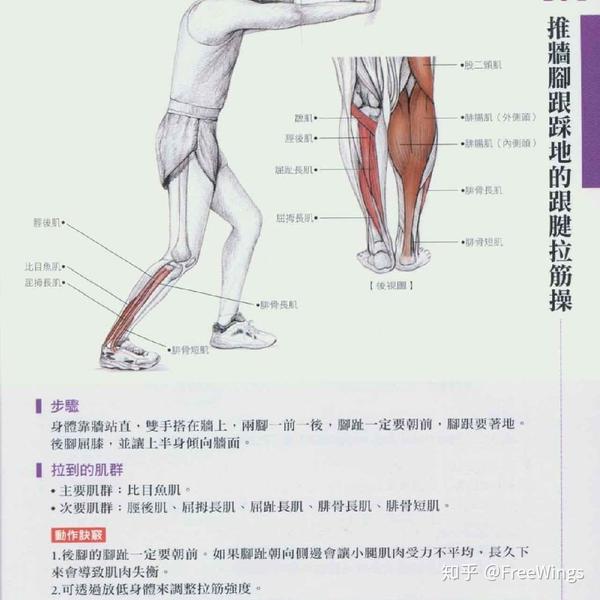 腘绳肌群