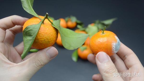 砂糖橘为什么是带着叶子售卖的?原来是有"猫腻",早知道早受益