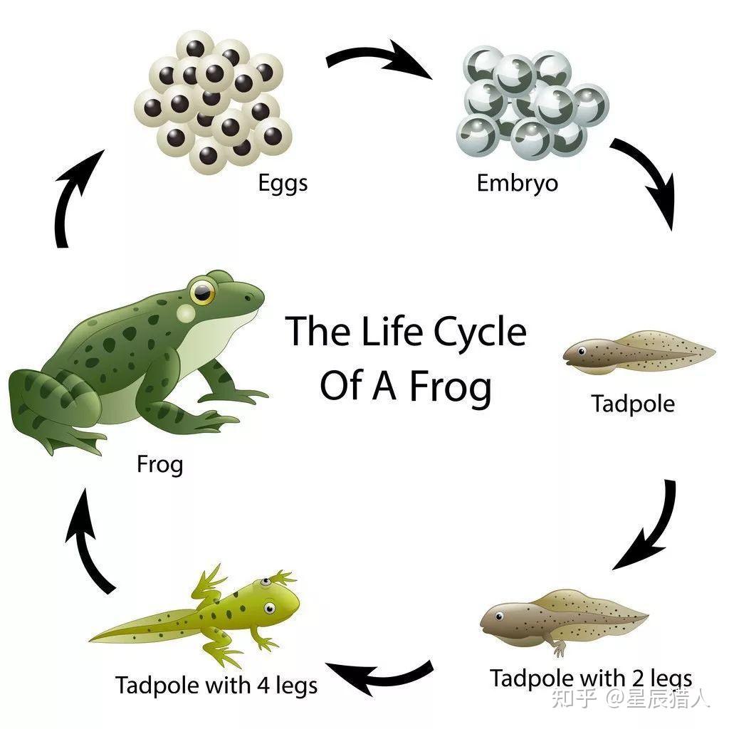 青蛙小时候是蝌蚪,没有腿,蝌蚪如何从类似鱼一样的生物长出腿的过程