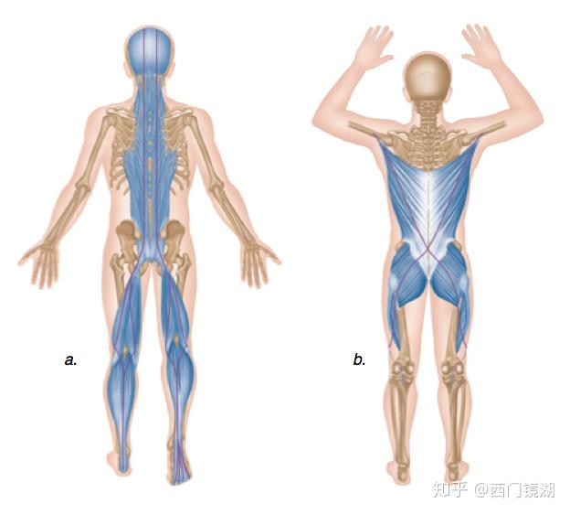 后链不仅仅包括筋膜链,还包括动力链,换言之,肌肉链.