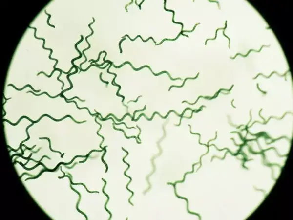 螺旋藻是一群不起眼的微小藻类,只有在显微镜下才能看清它们的真面目