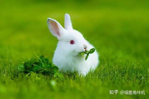 养宠经验:兔子怎么吃东西 兔子吃东西的样子