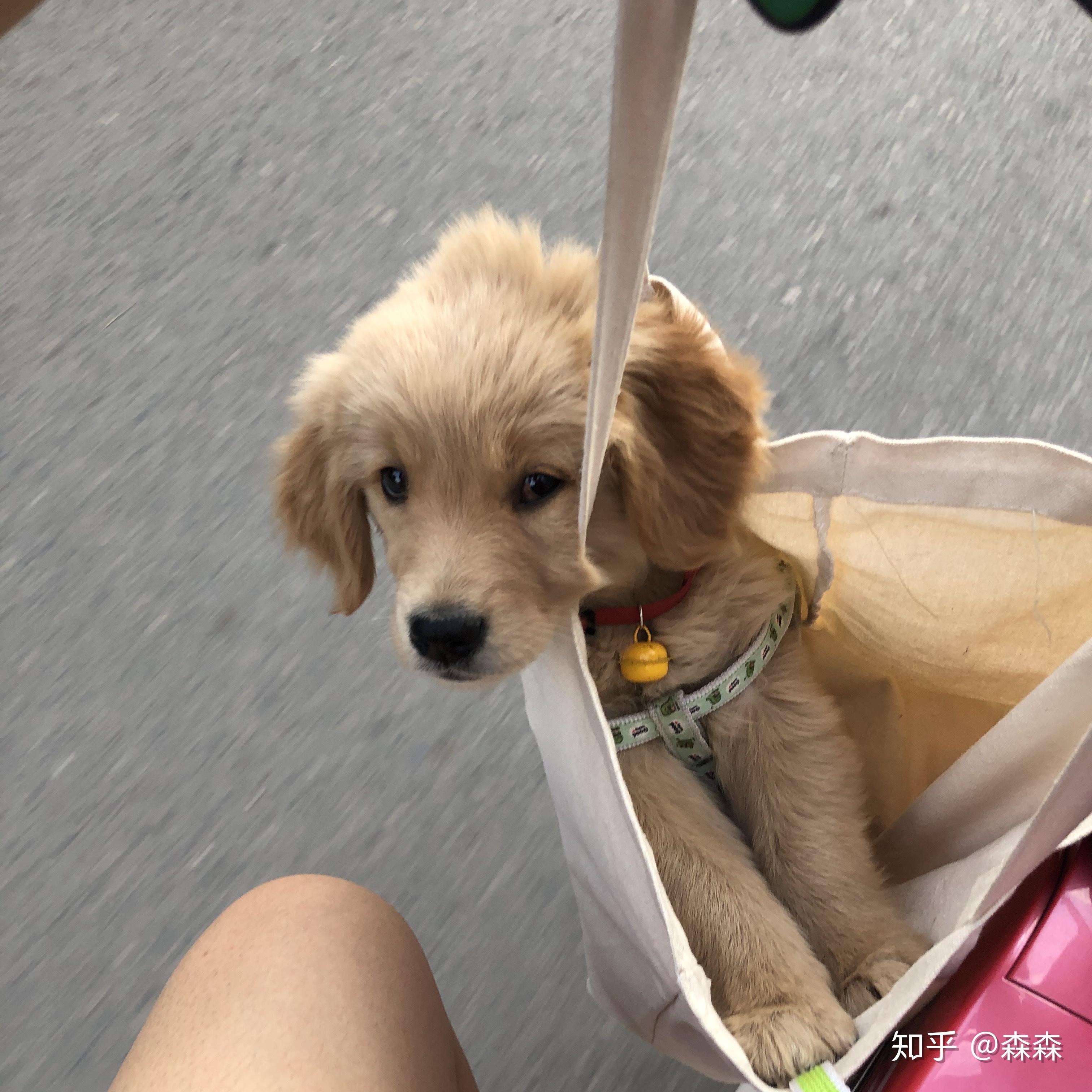 这只小金毛长大会好看吗