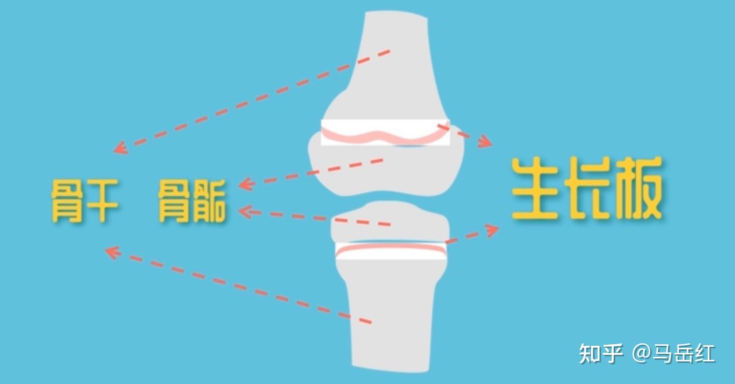 注意保护生长板,因为生长板一旦闭合将无法大幅度长高!