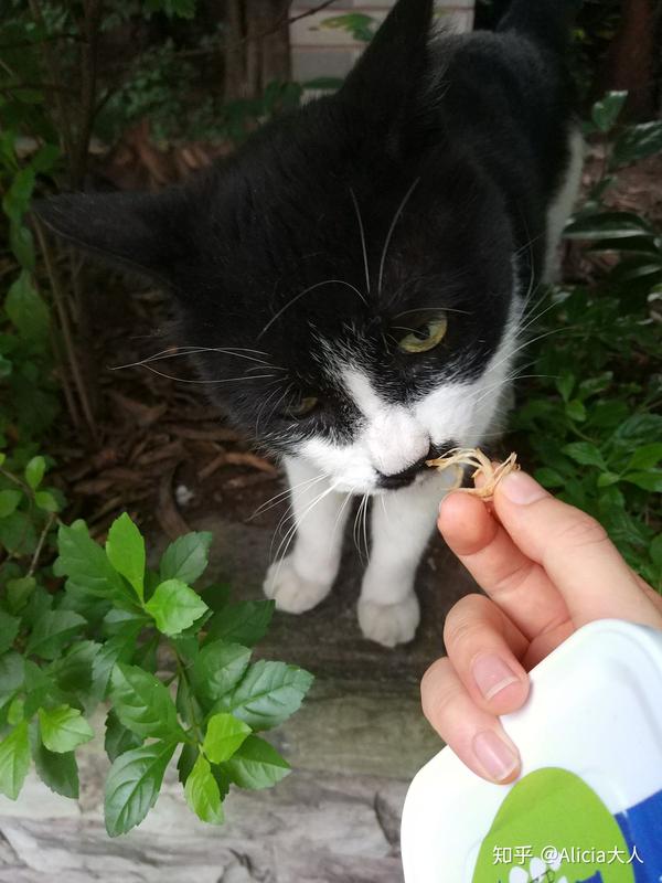 流浪猫会记得经常喂它的人吗?