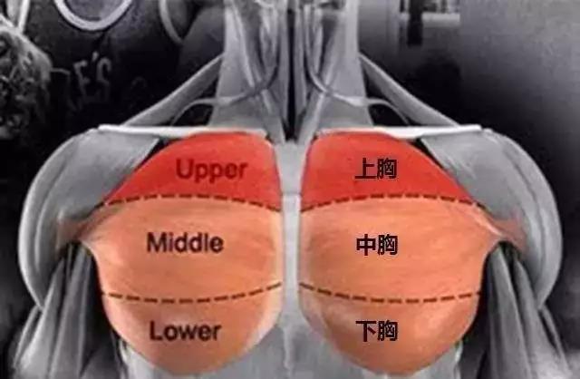 上胸不够发达? 让你上胸更饱满有型的5个训练建议!