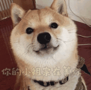 能把你手机里的柴柴表情包都交出来吗?