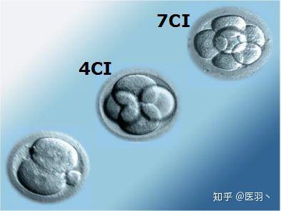 通常,胚胎可分为4级:i级最好,i级和ii级称为优质胚胎,i-iii级为