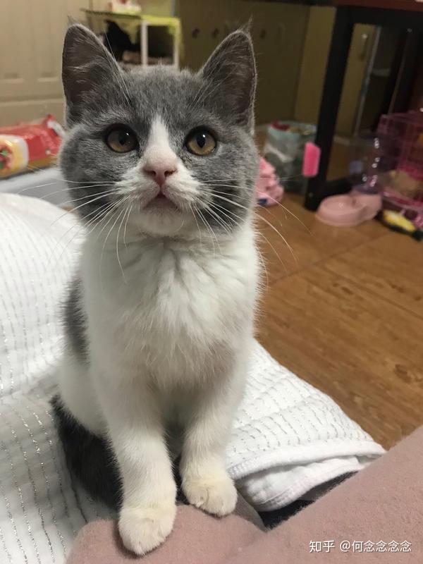 4800买的英短蓝白,现在长成土猫啦?它到底是土猫还是尴尬期啊?