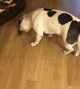 壁纸 动物 狗 狗狗 280_312 gif 动态图 动图