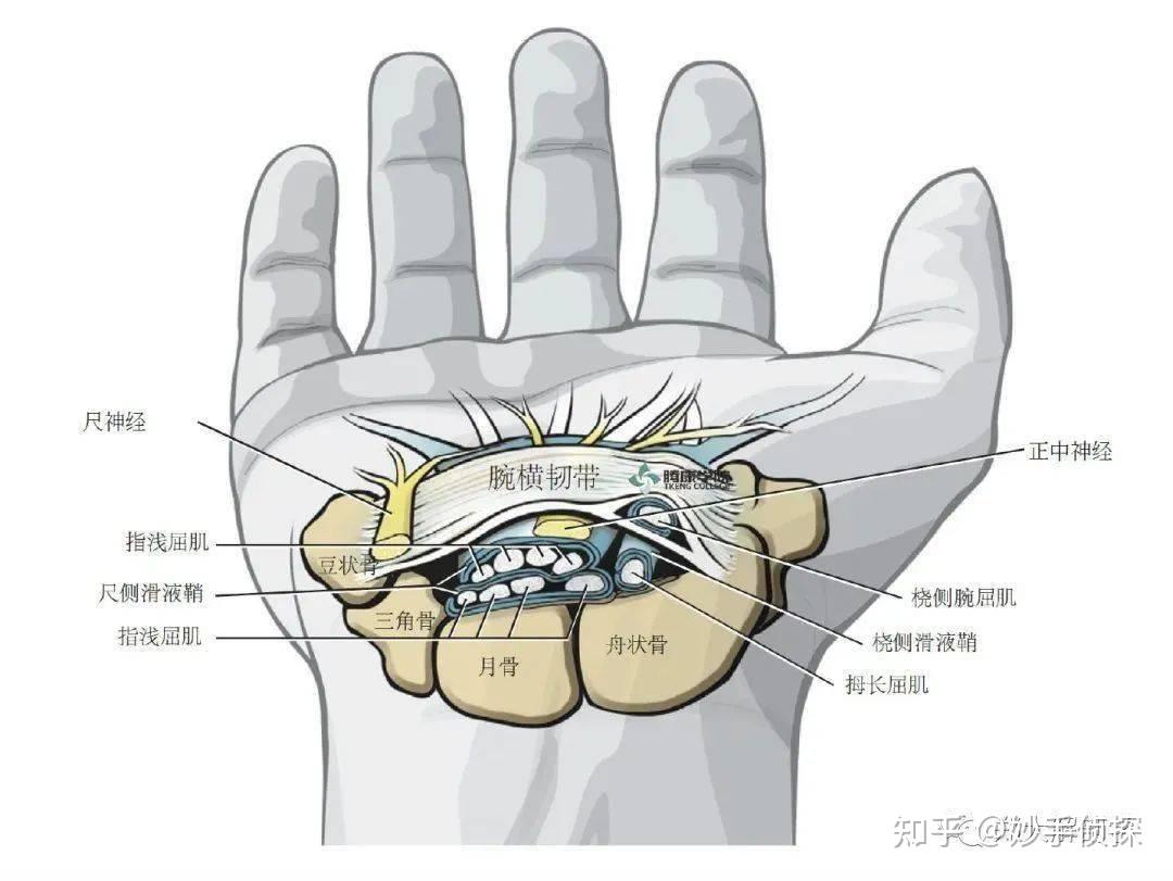 正中神经和尺神经是否是手肘摸得到的那细长两条筋呢?