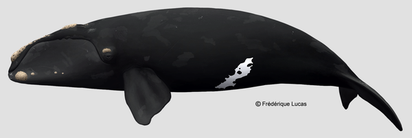 (müller 1776)—north atlantic right whale 北大西洋露脊鲸 eu