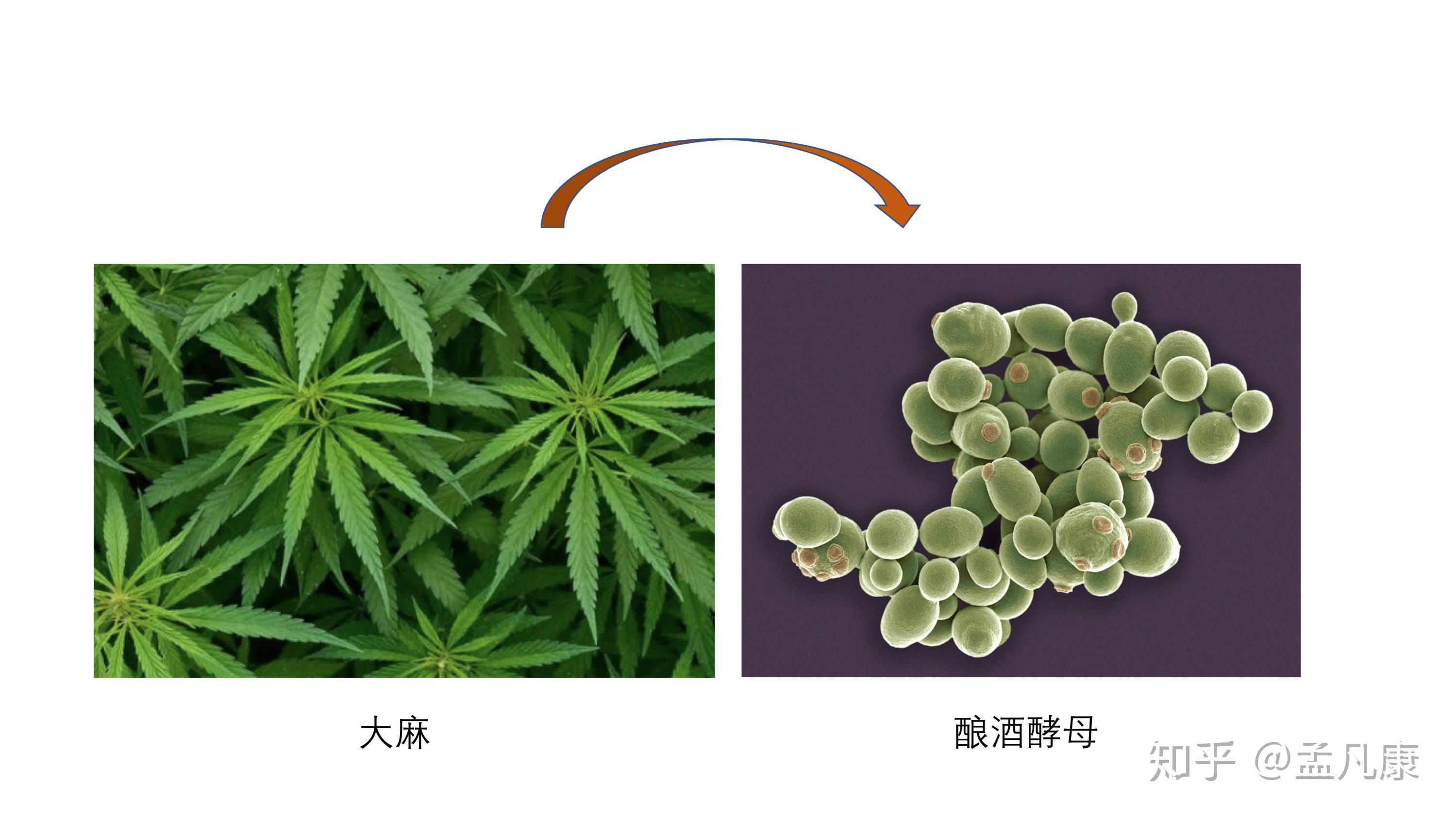 nature报道人类首次在微生物中合成大麻素及其相关衍生物这项研究具有