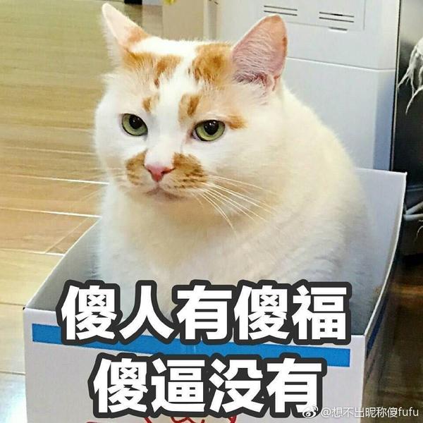 ②猫咪萌图搞笑图(传图好累orz