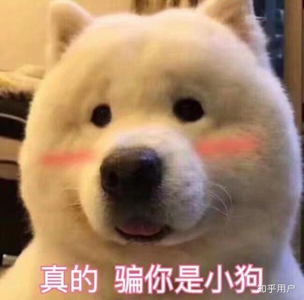 你见到过哪些笑到不行表情包?