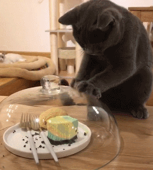猫粮究竟该怎么选,来自和猫住の猫粮排行榜!