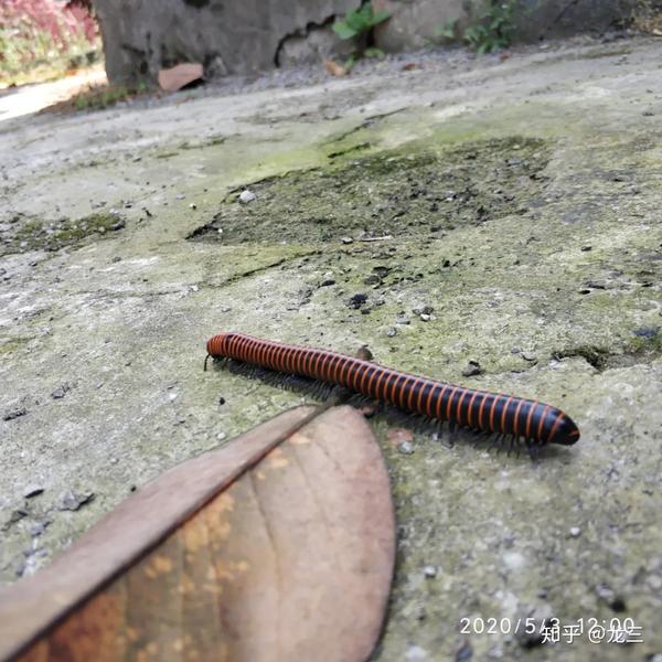 密集恐惧症慎入有一千条腿的马陆来了