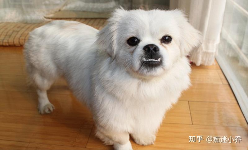 北京犬的被毛较长,呈白,黄,棕等颜色.也是比较娇小可爱的.