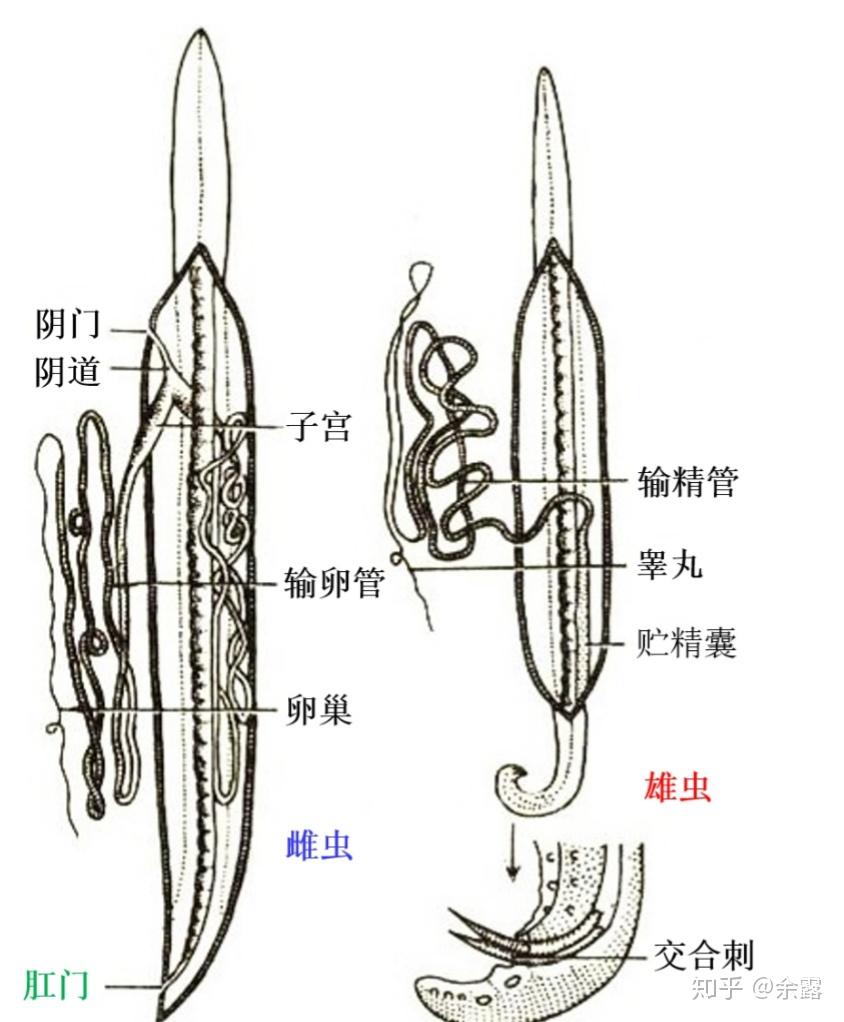 蛔虫是怎么保证自己平时不会随粪便被排出体外的