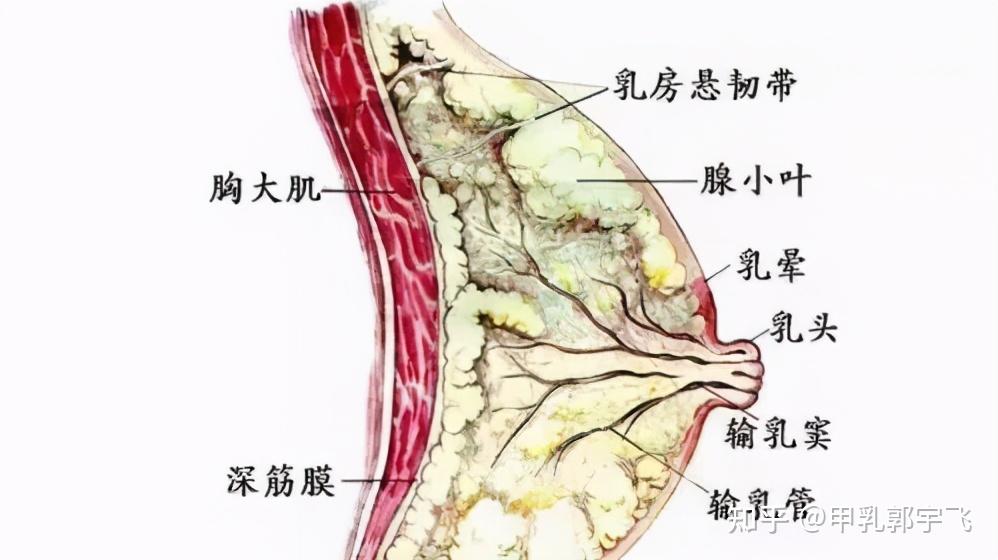 乳房位于胸前部,胸大肌和胸肌筋膜的表面,通过图片我们可以直观的了解