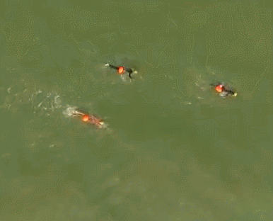 386_312gif 动态图 动图