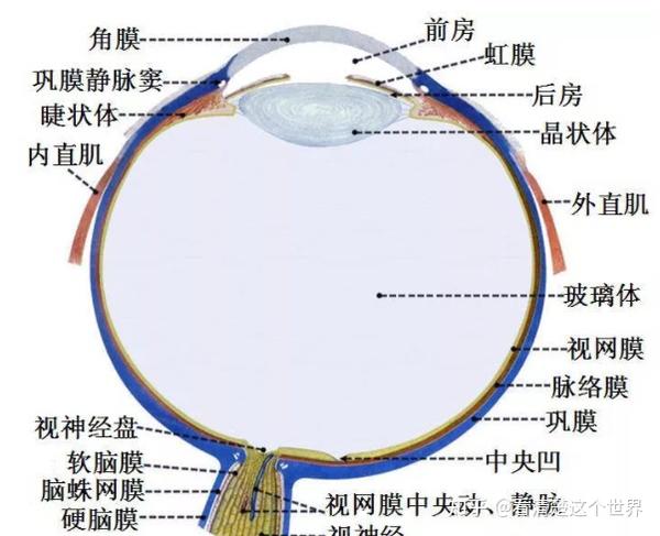 水;营养眼内,维持眼压  2,睫状体扁平部:玻切术入口  3,晶状体悬韧带