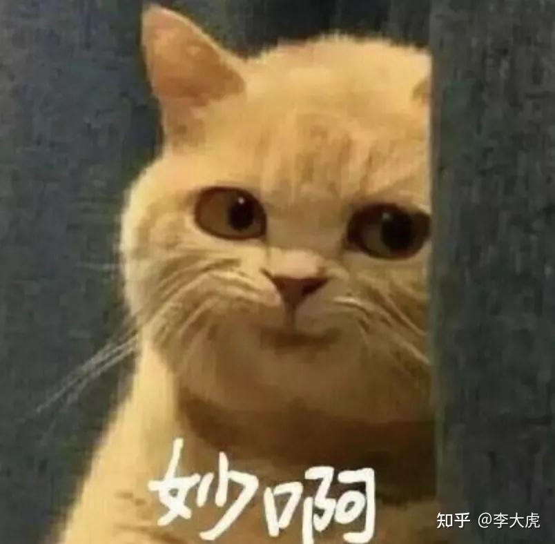 壁纸 动物 猫 猫咪 小猫 桌面 804_788