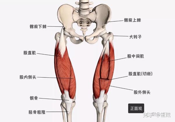其中股直肌起自于髂前下棘,外侧头长在大腿外侧,内侧头长在大腿偏内侧