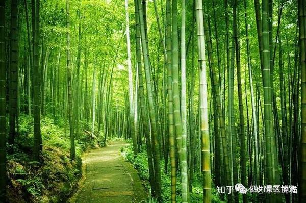 中国最美森林—蜀南竹海,中国最大的翠竹公园
