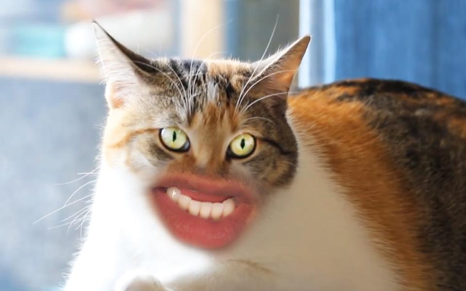 猫咪长上人的嘴巴是什么样第五只猫超级诡异