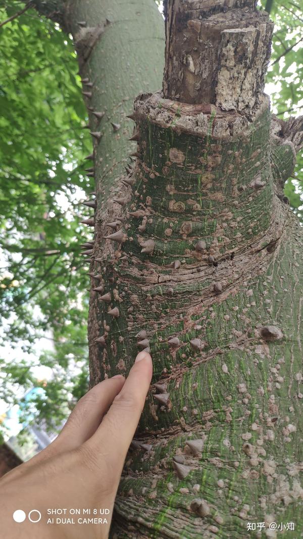 这是什么树,有知友懂吗?树干有刺,开出来的花像棉花一