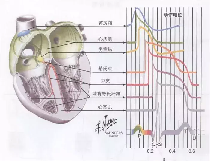 003 心电图的生理学基础——动作电位与心肌的电生理