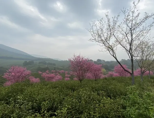 宜兴樱花实景图