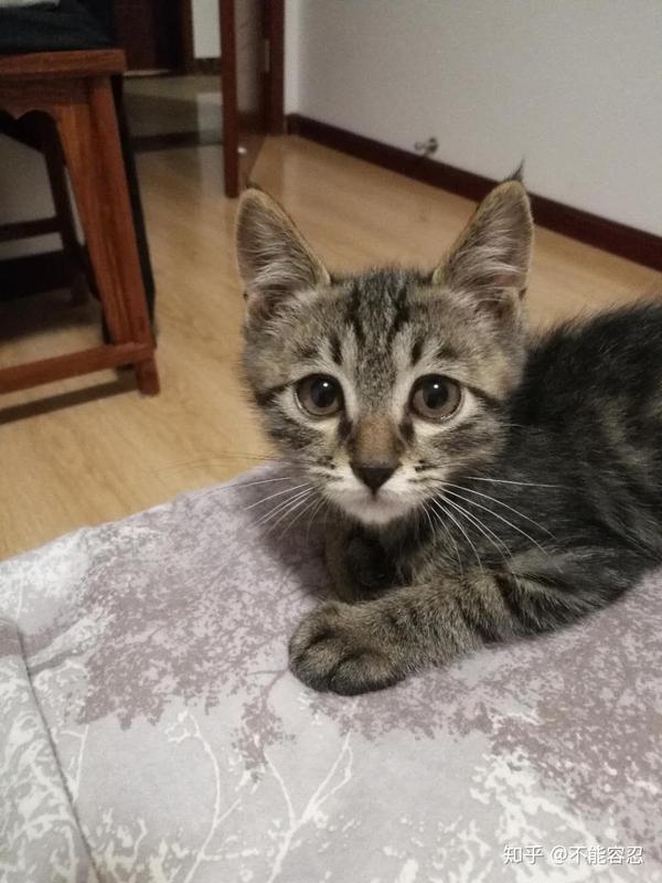 养品种猫和土猫的体验会有多大不同?