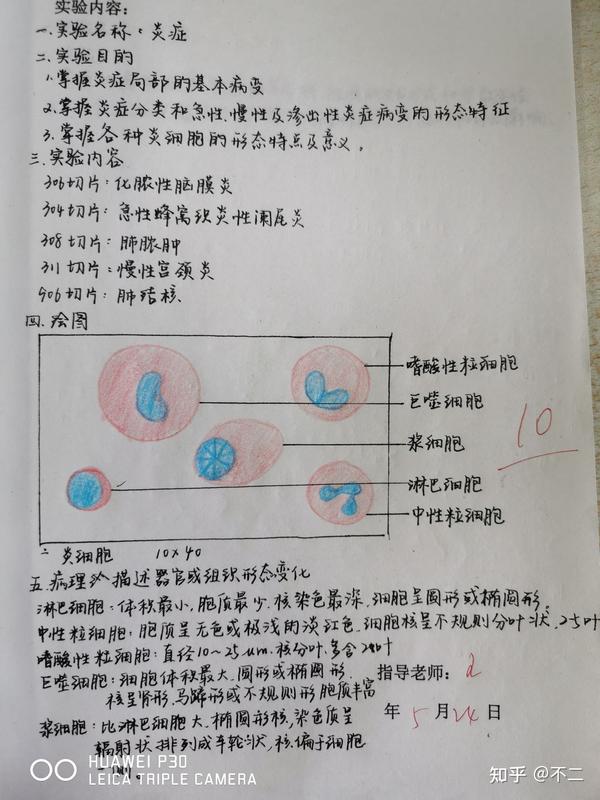 病理学红蓝铅笔绘图