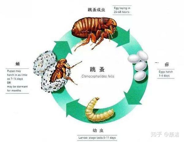 跳蚤危害有多大如何利用克星消灭