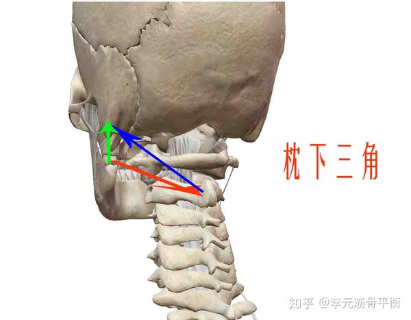 头后小直肌:呈三角形,起于寰椎后结节,肌纤维向上,止于下项线的内侧.