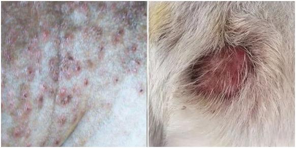 狗狗皮肤病治疗方法宠物真菌螨虫细菌皮炎脓皮湿疹毛囊炎的区别及预防