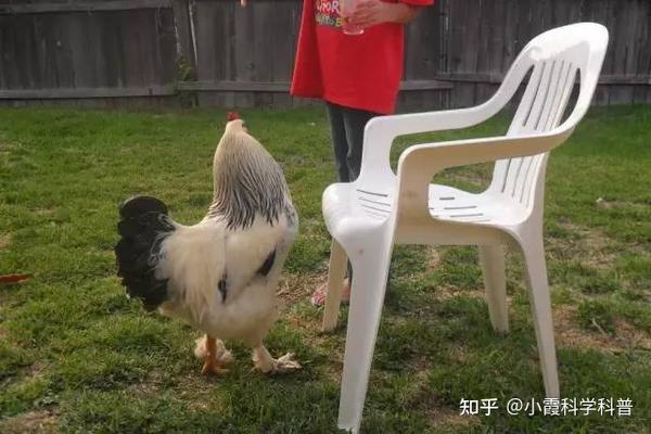 差不多等于一个10岁小孩的身高 那么大的鸡是不是吃起来也更香呢 当然