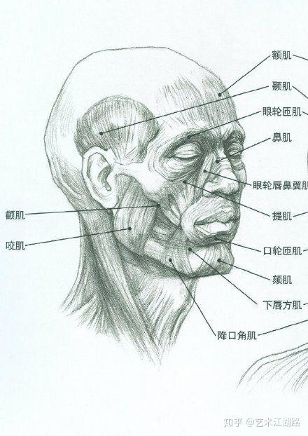 素描头像结构,体块,肌肉,头骨