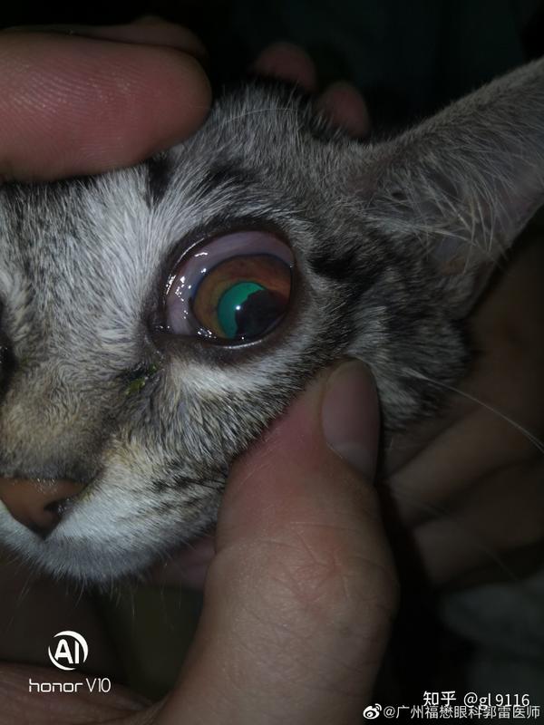 案例猫猫常见葡萄膜炎