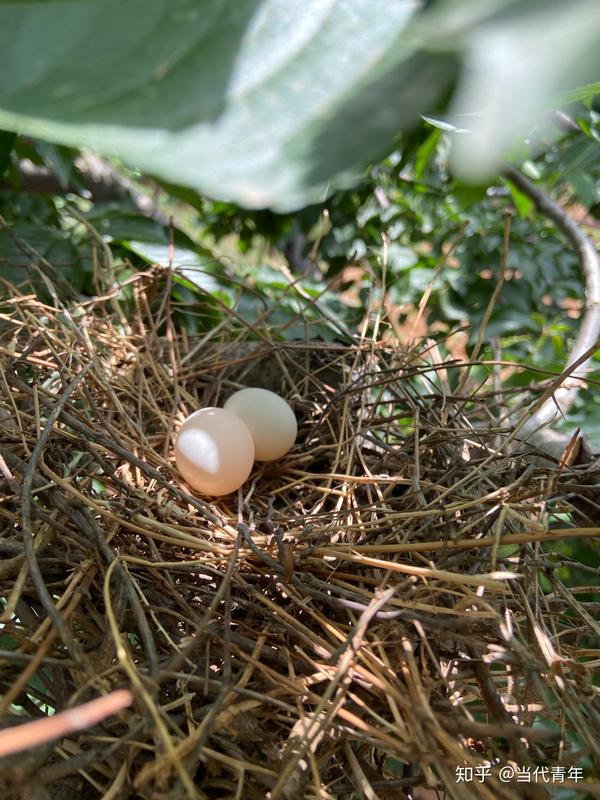 斑鸠蛋第一天出生