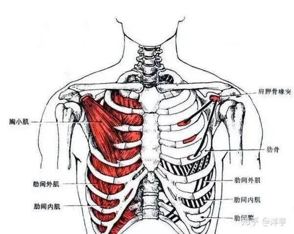 胸小肌肌肉解剖诊断和物理治疗