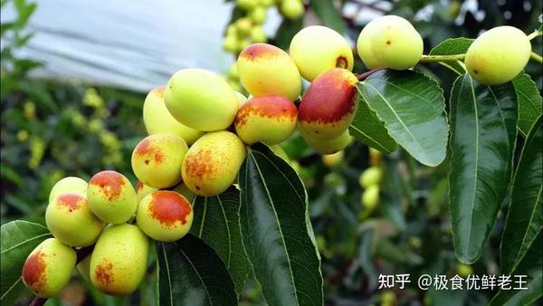 甜蜜是新鲜的金丝蜜枣最突出的特点.