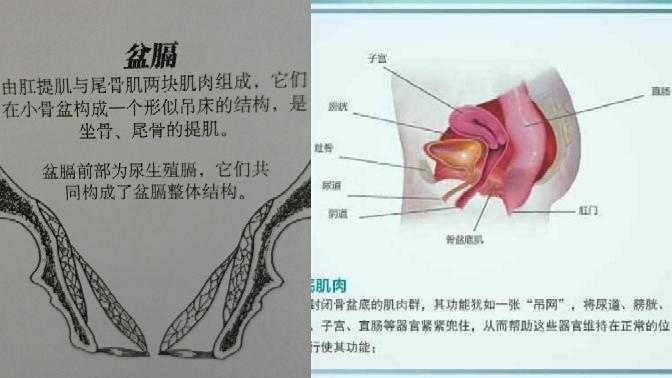直肠肌和髂尾肌),尾骨肌,肌肉的筋膜覆盖物(直肠前纤维,肛门外括约肌)